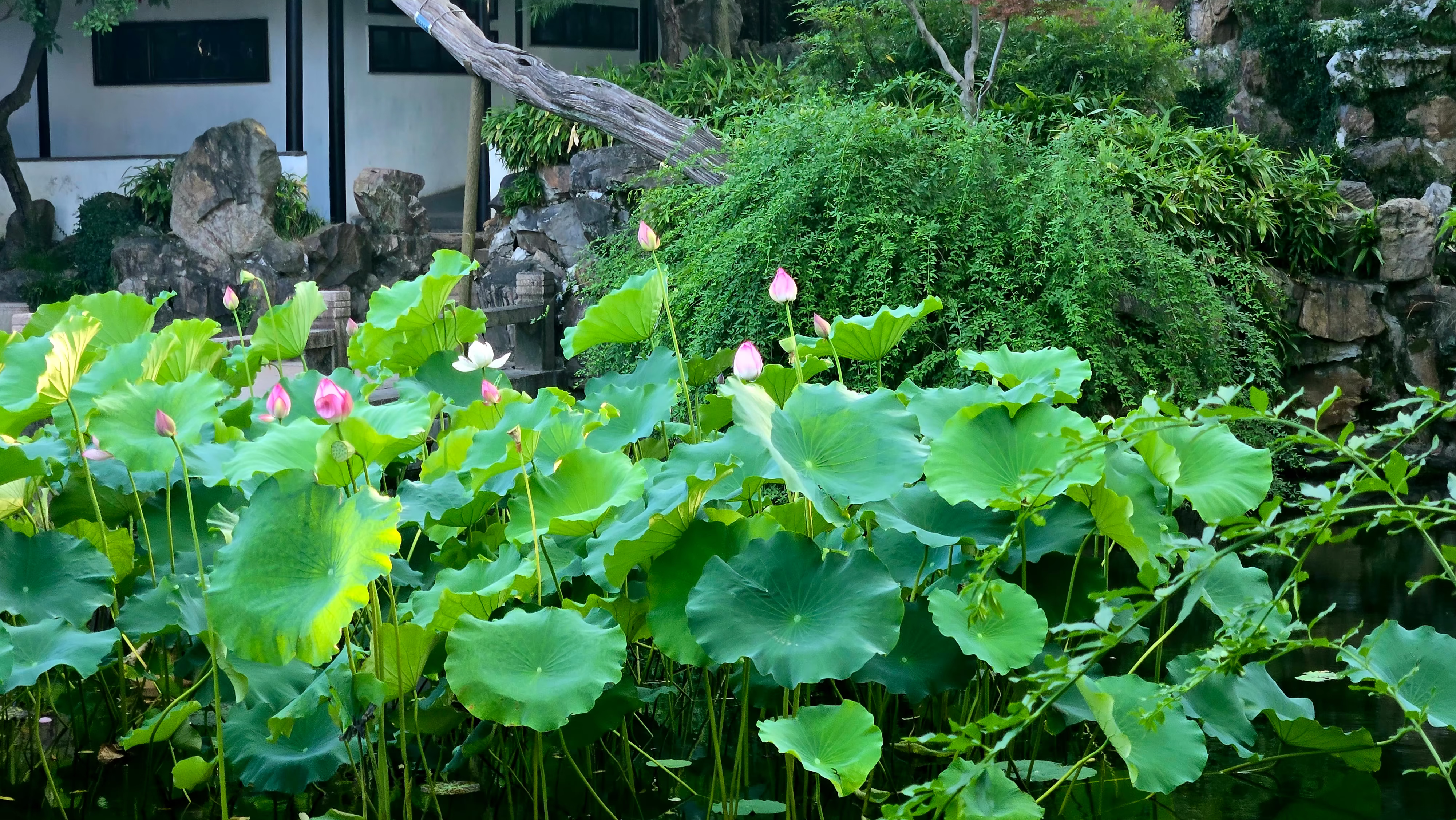 留园荷花