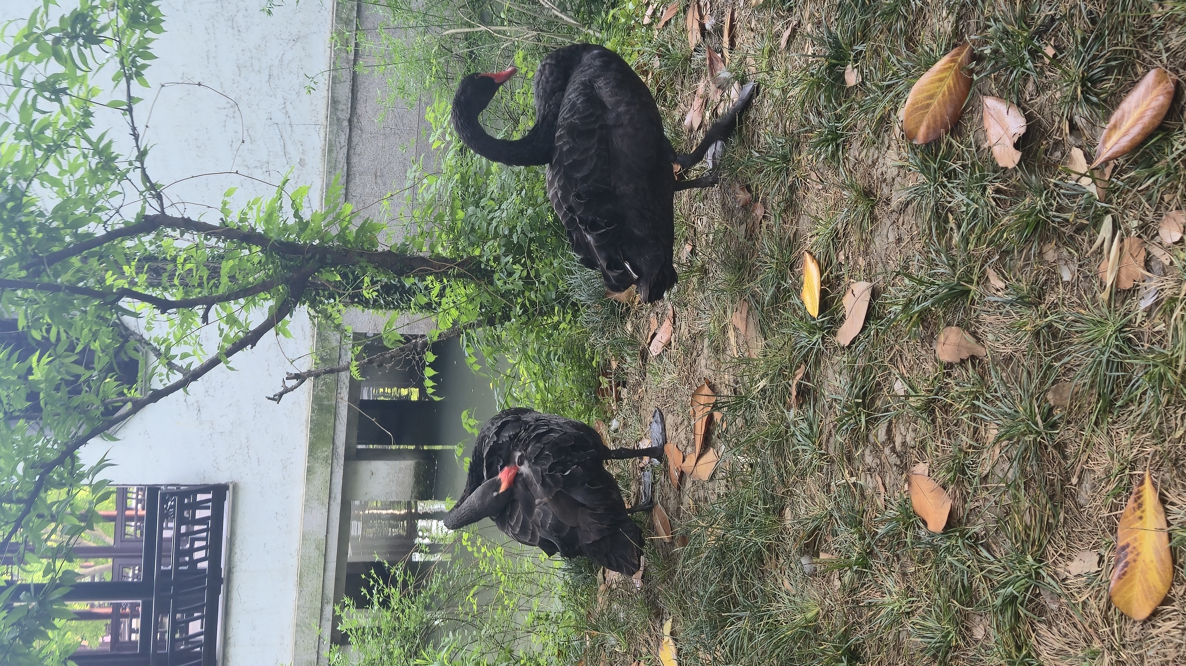 清风一榭